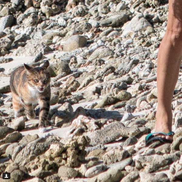 Dejó su trabajo y ahora viaja por el mundo con su gatita