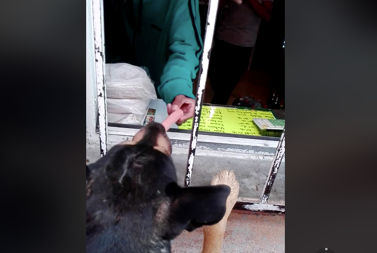 Este perro aprendió a comprar solito en la tienda
