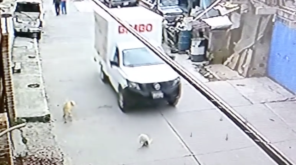 Video: camioneta de Bimbo atropella un perro y se fugÃ³