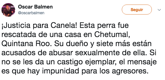 La historia de Canela, la perrita que fue violada en México
