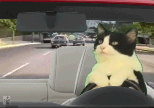 Gato manejando