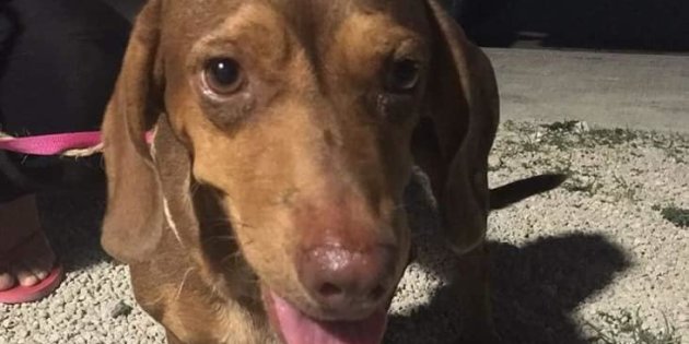 La historia de Canela, la perrita que fue violada en México