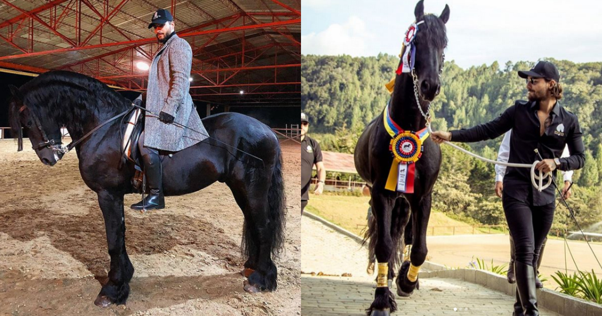 Maluma Caballo Hércules Instagram, Caballo Maluma, Hércules Caballo, Caballo Frison, Maluma, Instagram