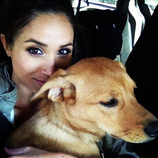 Meghan markle adopta perro