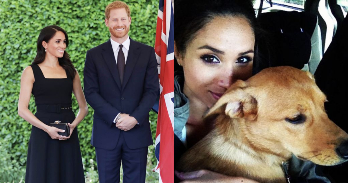 Meghan Markle Principe Harry Nuevos Perros, Perro, Labrador, Perros Familia Real, Perros Meghan Markle, Meghan Markle