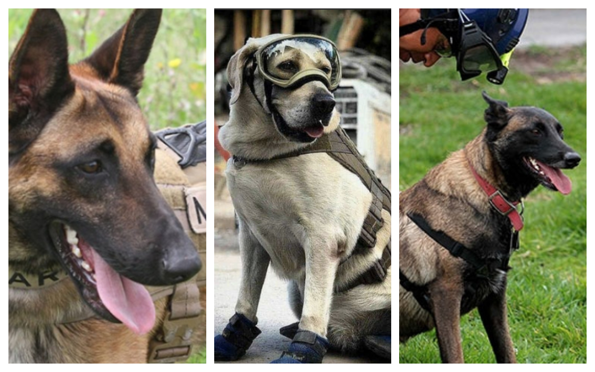 Perritos Rescatistas Sismo 19 de Septiembre