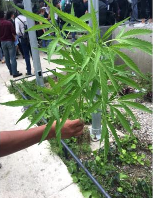Encuentran otra marihuana en el Monumento a la Madre