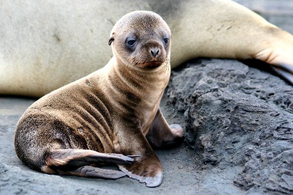LeÃ³n marino le escupe UN PULPO en la cara a un turista