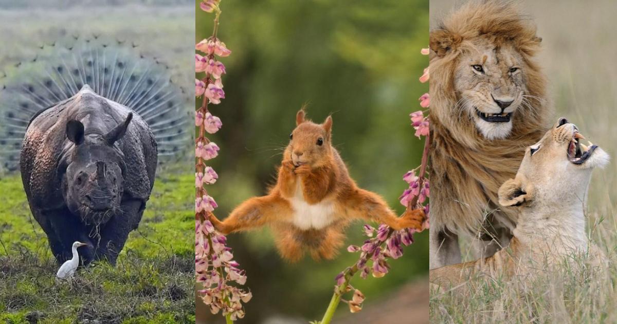 Las fotos más divertidas de animales durante 2018