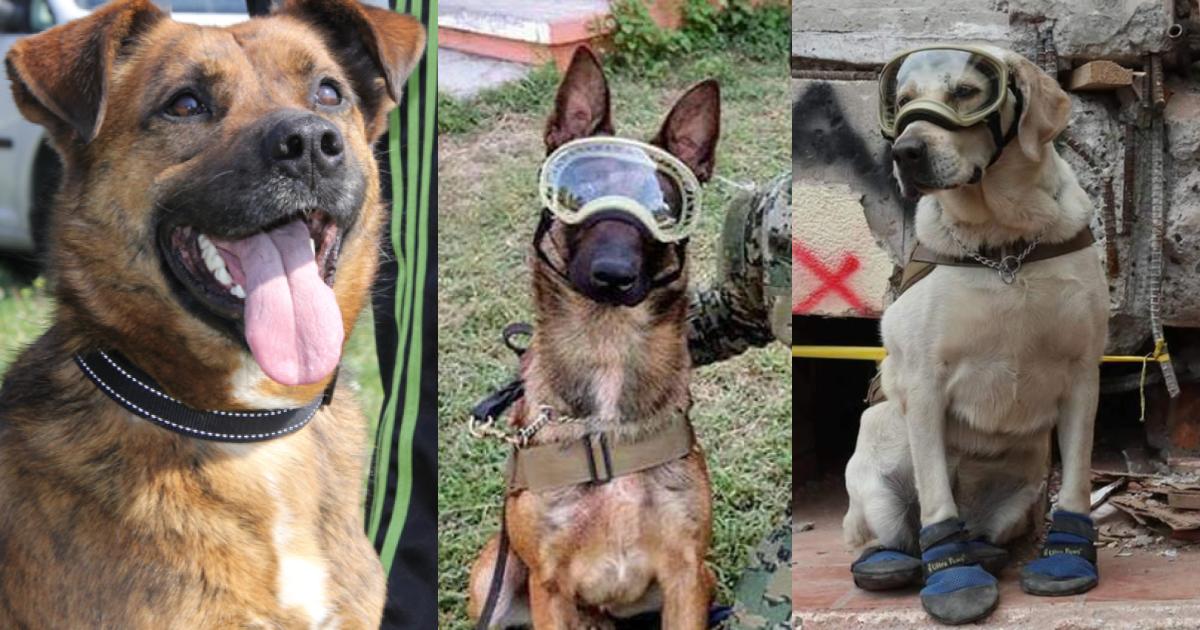 Lanzan estampilla con Frida y los demÃ¡s perros rescatistas