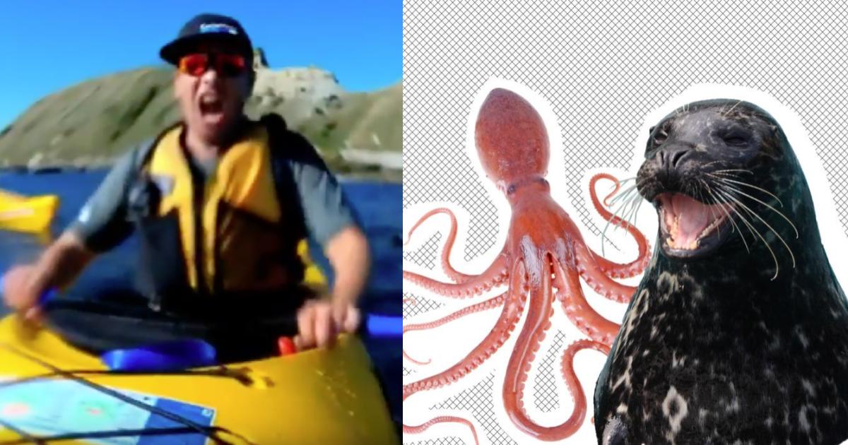 LeÃ³n marino le escupe UN PULPO en la cara a un turista