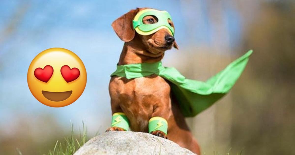 Perro evita secuestro de niña a pura mordida