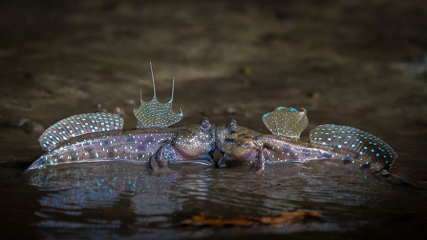Las fotos más divertidas de animales durante 2018