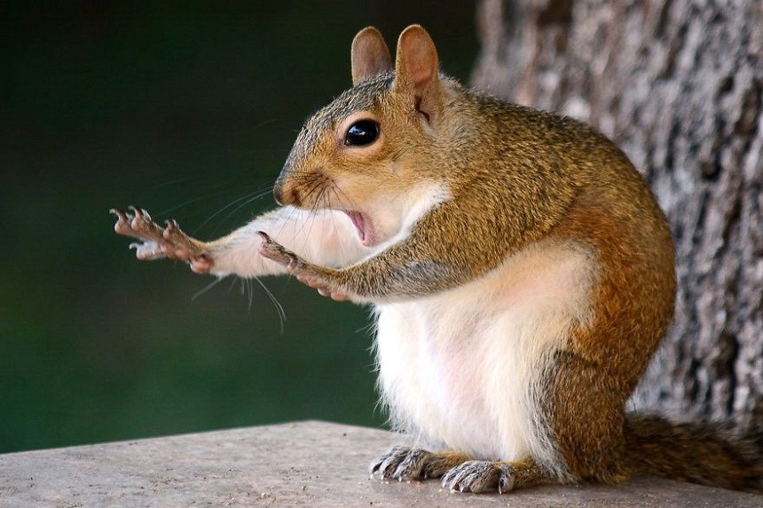 Las fotos más divertidas de animales durante 2018
