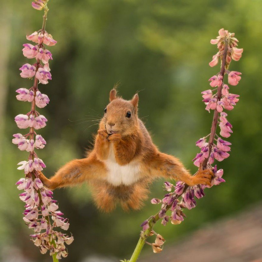 Las fotos más divertidas de animales durante 2018