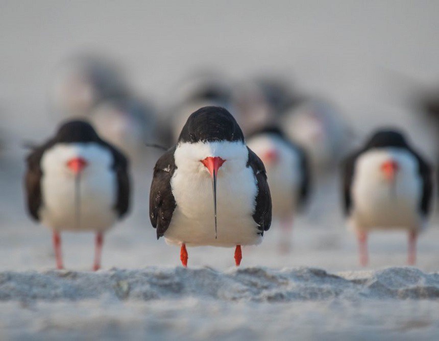 Las fotos más divertidas de animales durante 2018