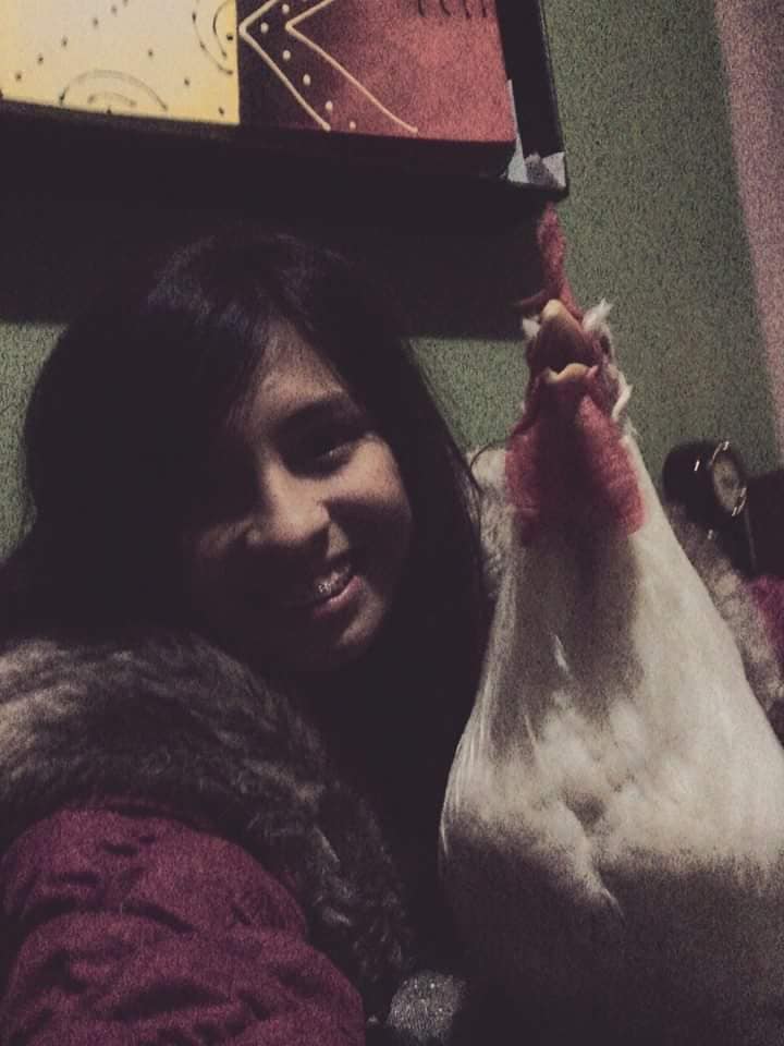 Pollito de colores sobrevive y ahora es un gallo blanco