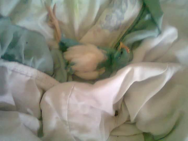 Pollito de colores sobrevive y ahora es un gallo blanco