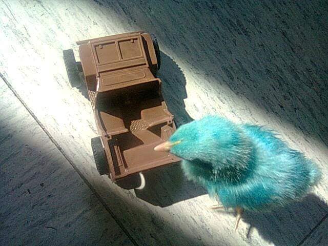 Pollito de colores sobrevive y ahora es un gallo blanco