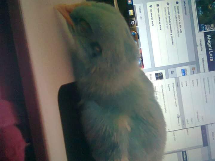Pollito de colores sobrevive y ahora es un gallo blanco