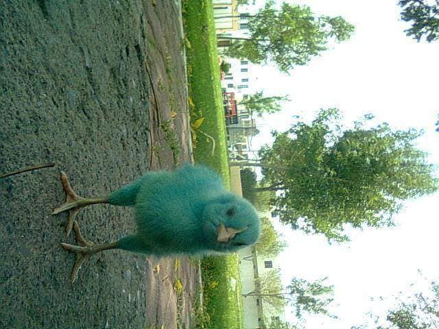 Pollito de colores sobrevive y ahora es un gallo blanco
