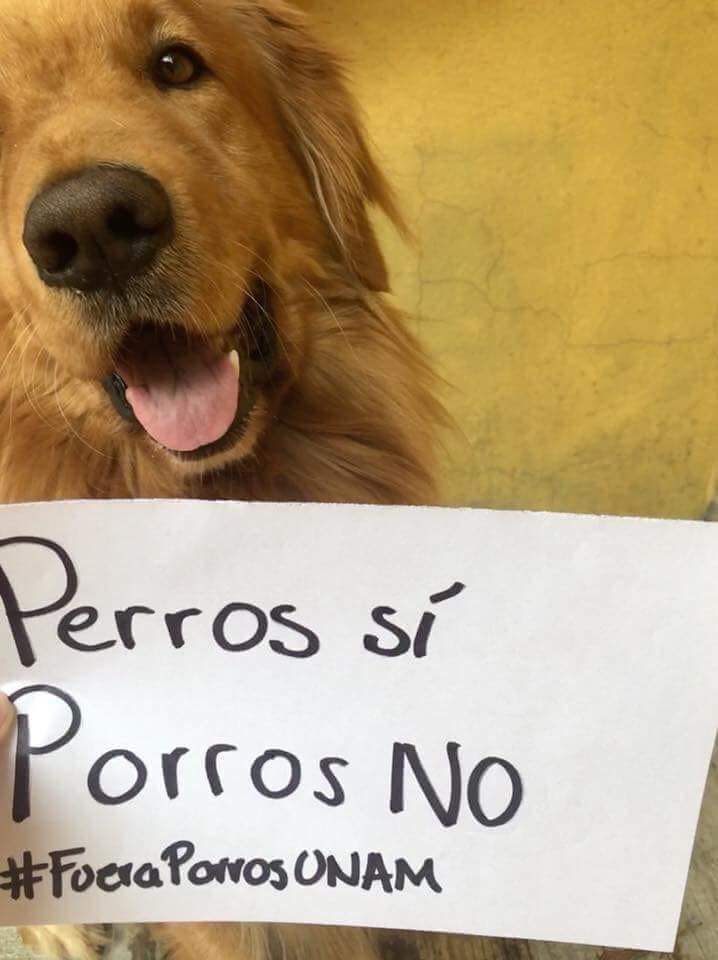 Los mejores carteles de la marcha de la UNAM