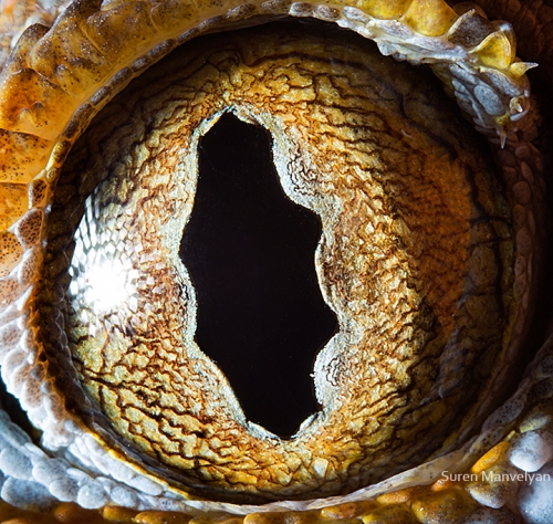 Ojos de animales