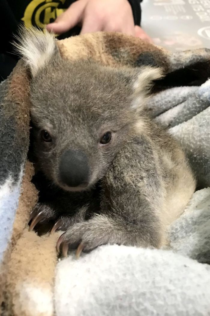 Perro rescata a koala bebe en Australia