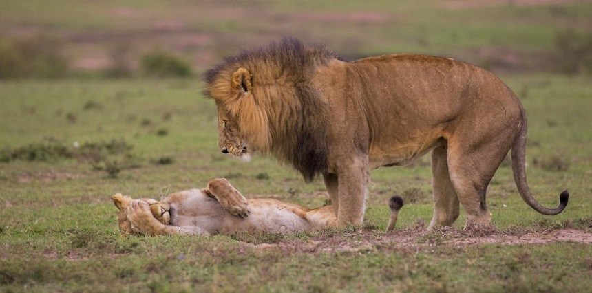 Las fotos más divertidas de animales durante 2018