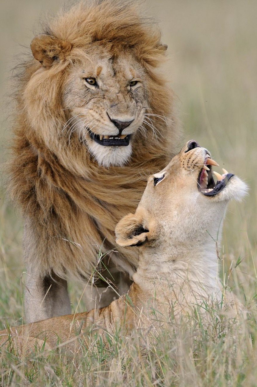 Las fotos más divertidas de animales durante 2018
