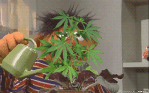 crean pelÃ³n pelo rico de mariguana