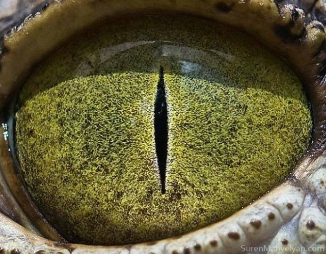 Ojos de animales
