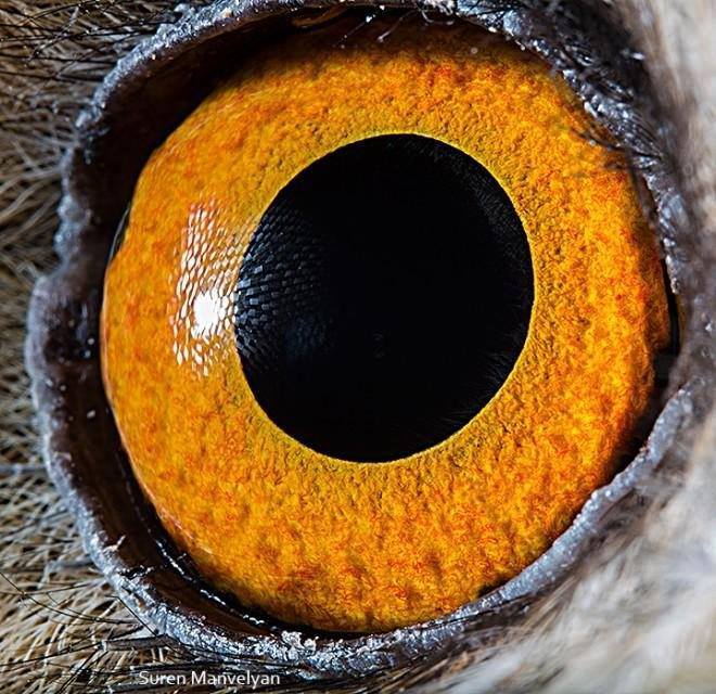 Ojos de animales