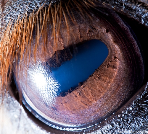 Ojos de animales