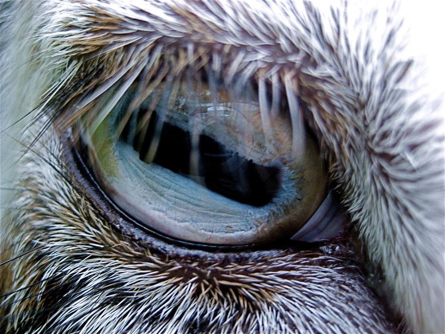 Ojos de animales