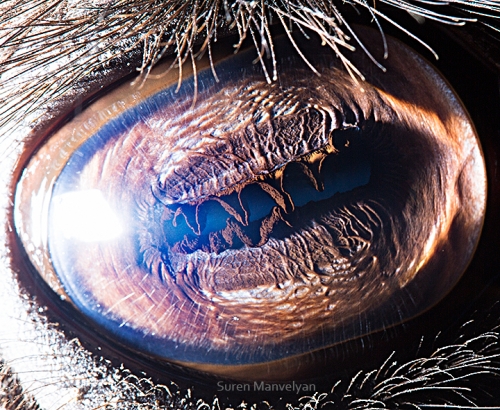 Ojos de animales