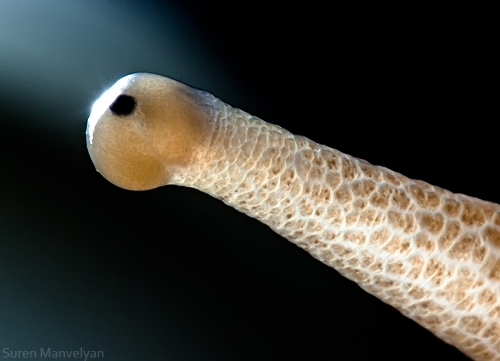 Ojos de animales 