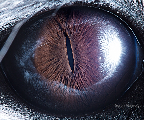 Ojos de animales