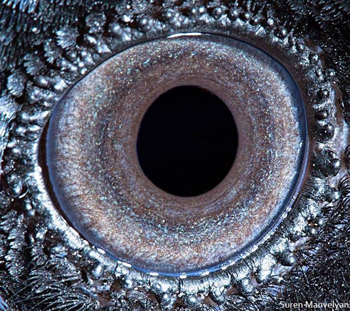 Ojos de animales