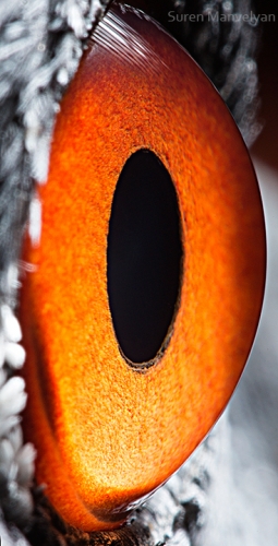 Ojos de animales