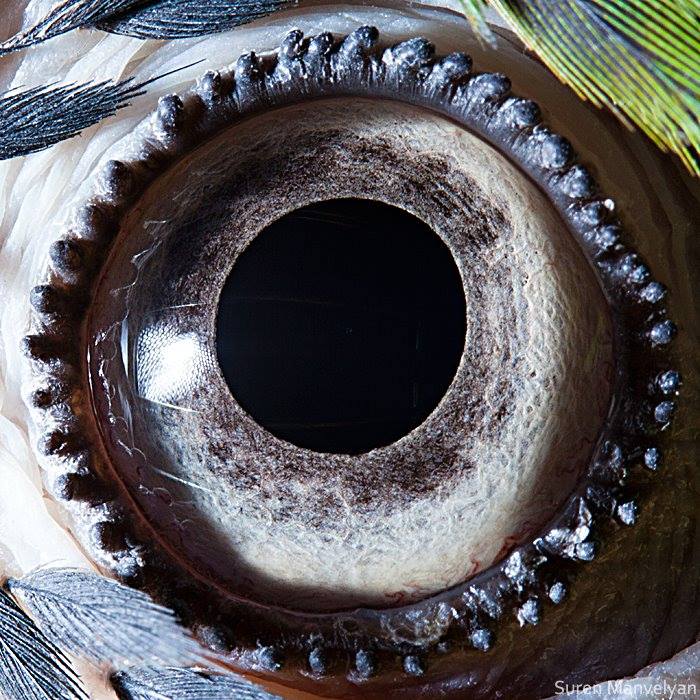 Ojos de animales