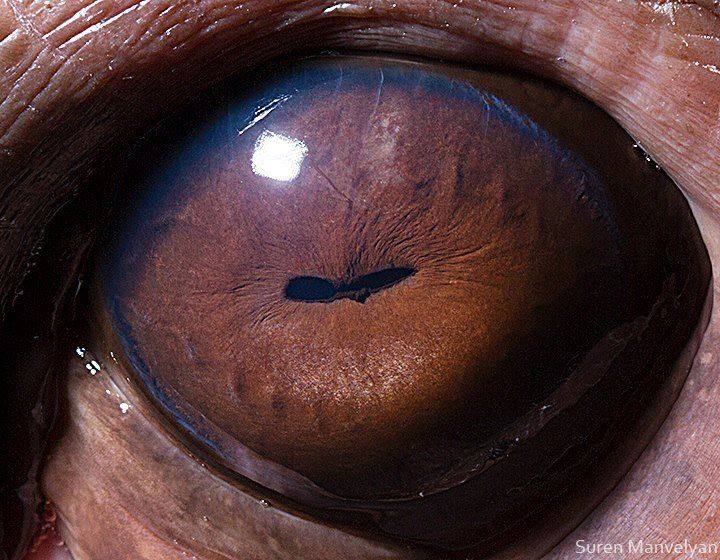 Ojos de animales