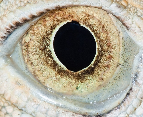 Ojos de animales