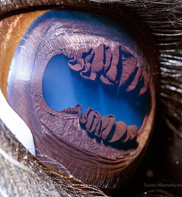 Ojos de animales