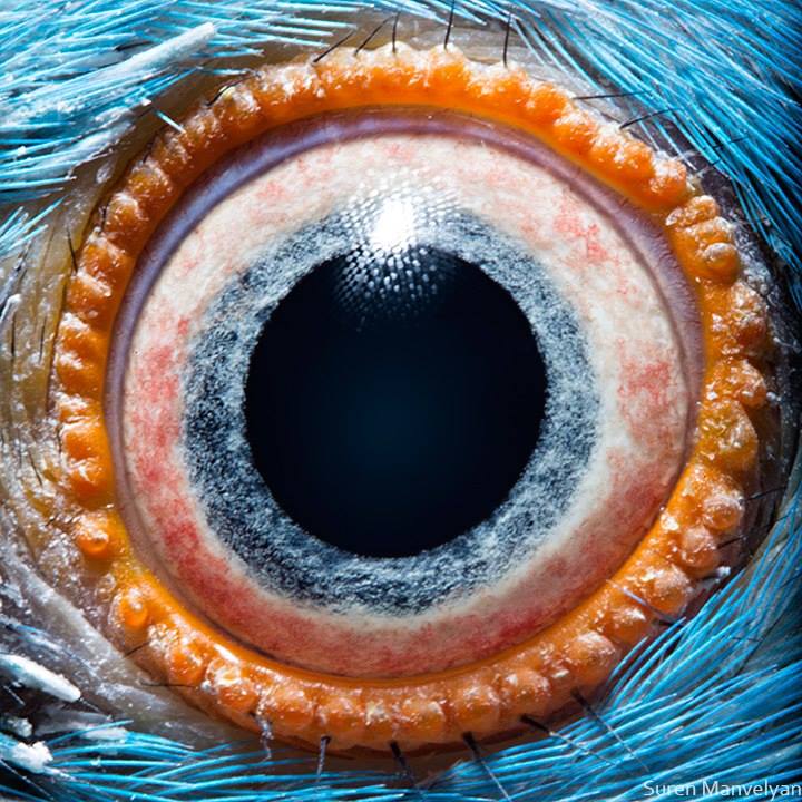 Ojos de animales