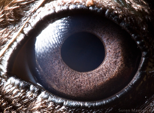 Ojos de animales