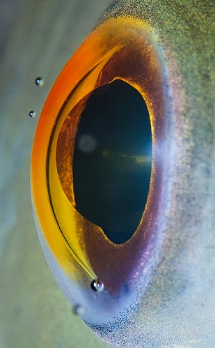 Ojos de animales