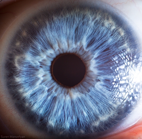 Ojos de animales
