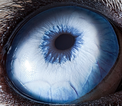 Ojos de animales
