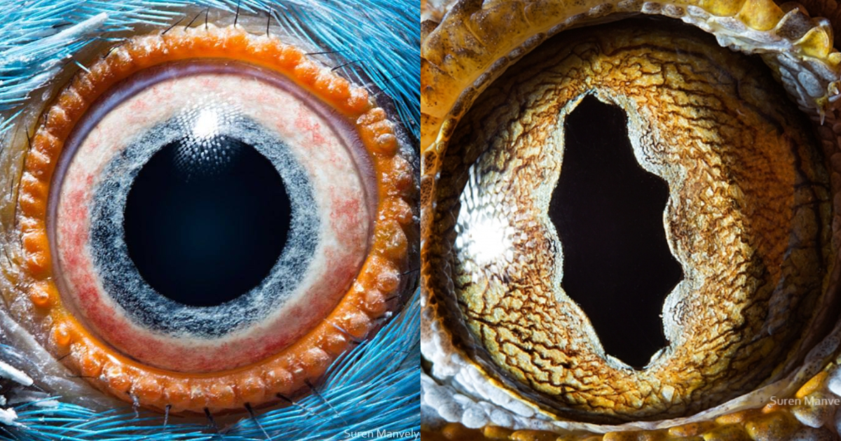Fotos De Ojos De Animales, Ojos De Animales, Ojos De Animales Lente Macro, Suren Manvelyan, FotografÃ­a, Animales